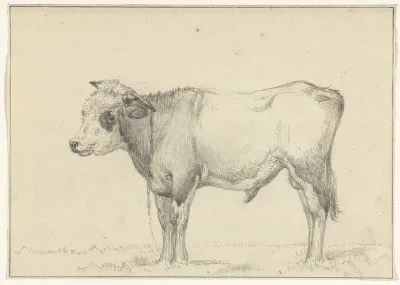 Staande jonge stier, naar links
