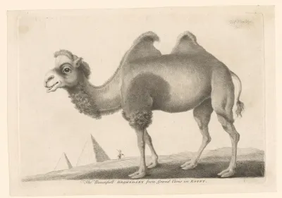 Staande kameel