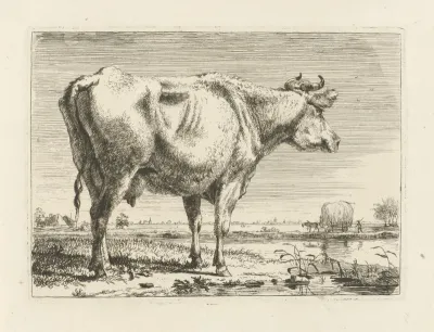Staande koe