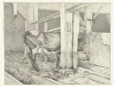 Staande koe in een stal, naar rechts