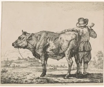 Staande man bij een stier