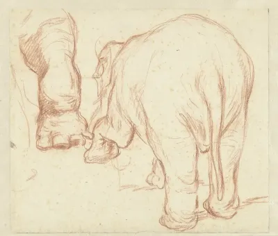 Staande olifant, van achteren, en een poot
