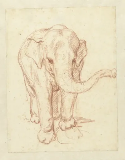 Staande olifant, van voren