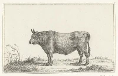 Staande stier, naar links