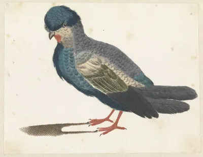 Staande vogel naar links, mogelijk een duif