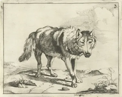 Staande wolf van voren gezien