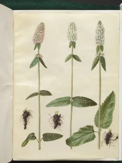Stachys officinalis (læge-betonie)
