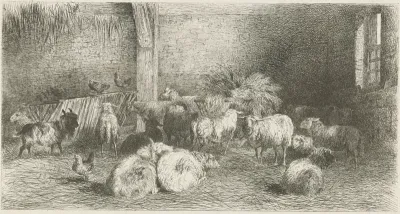 Stal met schapen