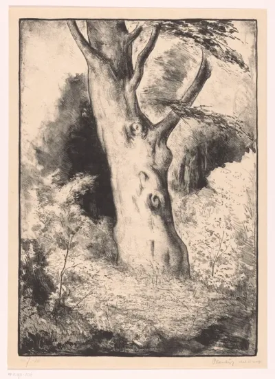 Stam van een beukenboom