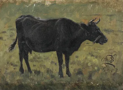 Standing black cow.