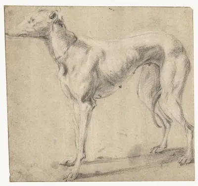 Standing Greyhound, Facing Left
