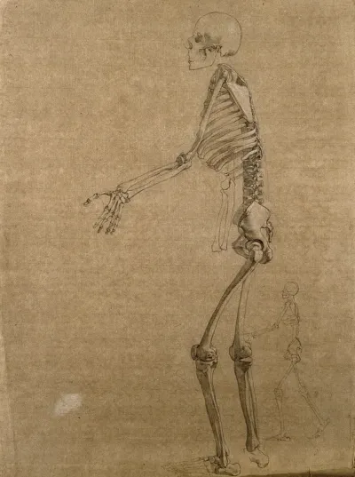Standing skeleton, seen from the left side holding its left arm forwards, with a smaller sketch of a walking skeleton seen below