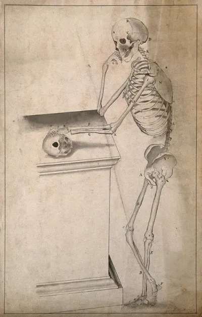 Standing skeleton, seen from the side, resting right elbow on a pedestal, with left hand resting on a skull