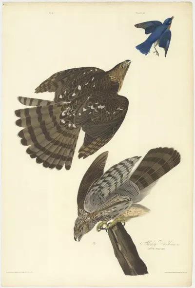 Stanley Hawk