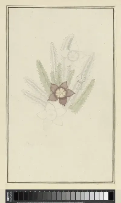 Stapelia hirsute L. (Starfish flower)