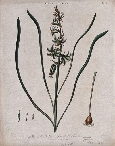 Star of Bethlehem plant (Ornithogalum umbellatum): flowering stem, bulb and floral segments