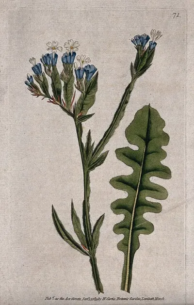 Statice (Limonium sinuatum): flowering stem and leaf
