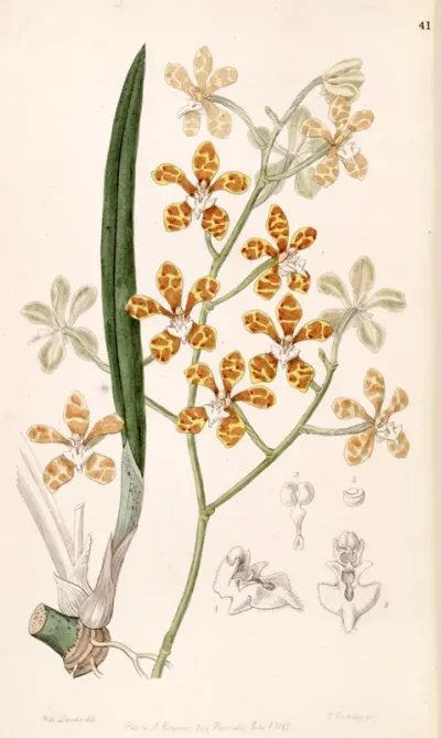 Staurochilus ionosmus