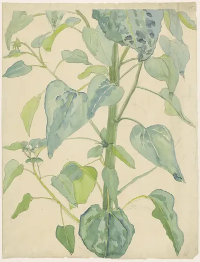 Steel en bladeren van een zonnebloem