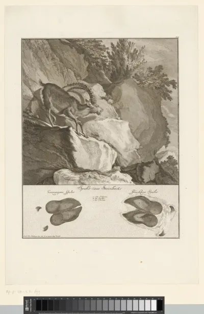 Steenbok met spoor