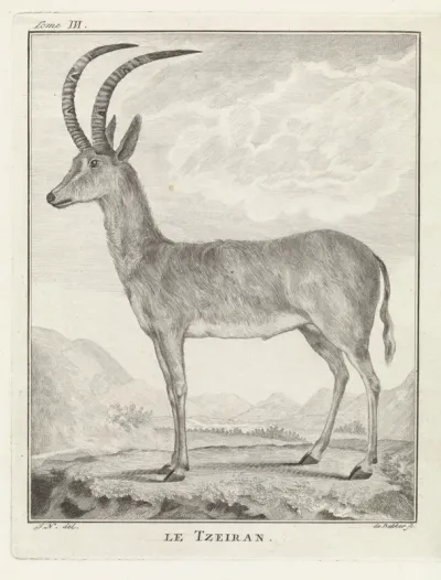 Steenbok