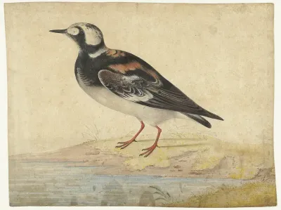 Steenloper, in zomerkleed