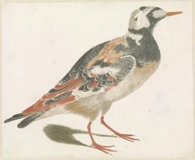 Steenloper