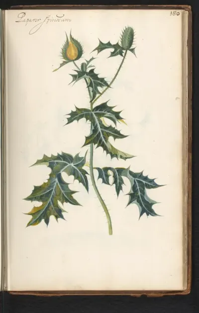 Stekelpapaver (Argemone mexicana)