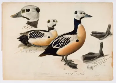 Steller's Eider, Male