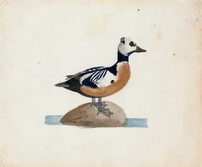 Steller's Eider