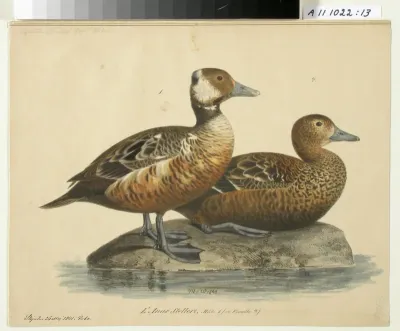 Steller’s Eider, male and female