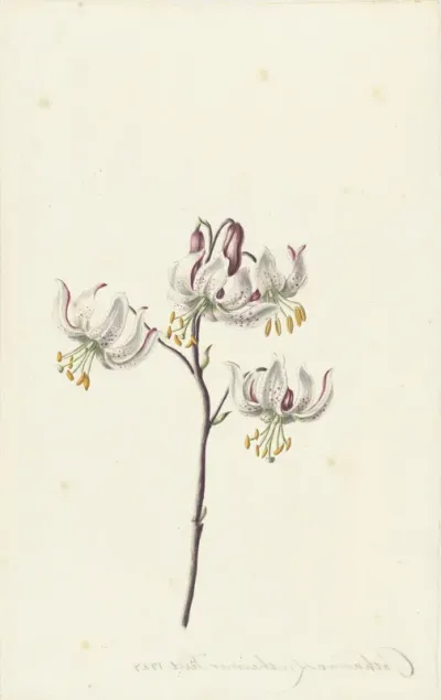 Stem with Four White Lilies