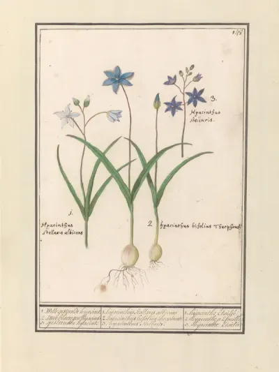 Sterhyacint (Scilla)