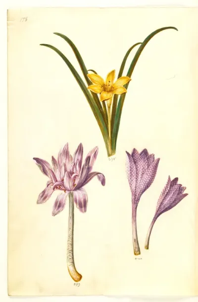 Sternbergia lutea (almindelig sternbergia); Colchicum autumnale (høst-tidløs); Colchicum variegatum (plettet tidløs)