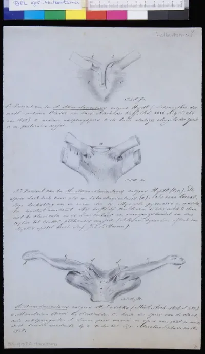 Sternoclavicular muscles