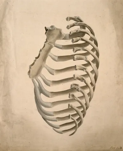 Sternum and right side of rib cage, seen from behind