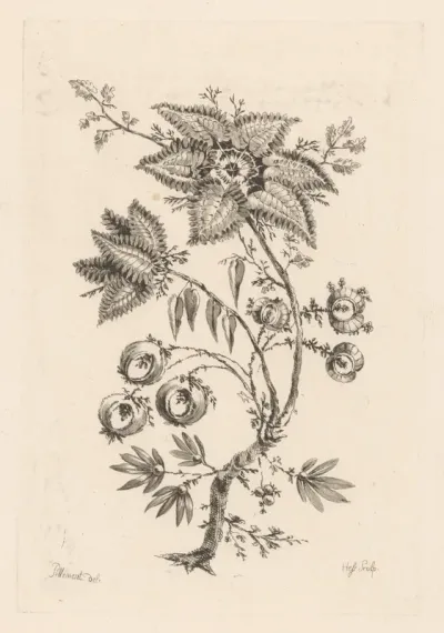 Stervormige bloemen
