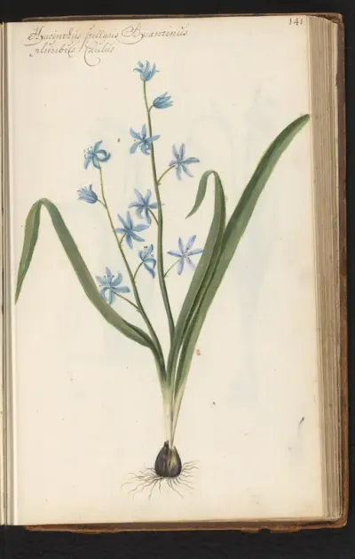 Stervormige hyacint (Hyacinthus orientalis) met bol