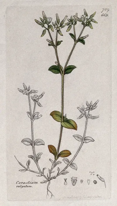 Sticky mouse-ear (Cerastium glomeratum): flowering stem and floral segments