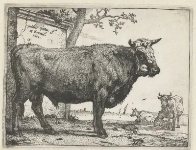 Stier