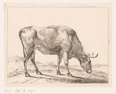 Stier