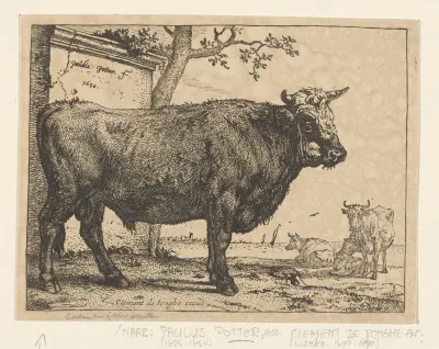 Stier