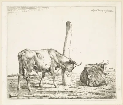 Stier die zich krabt aan een boomstam
