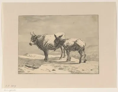 Stier en een ezel