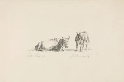 Stier en een kalf