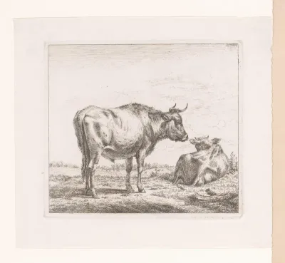 Stier en liggende koe