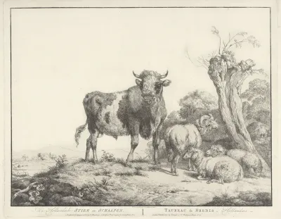 Stier en schapen