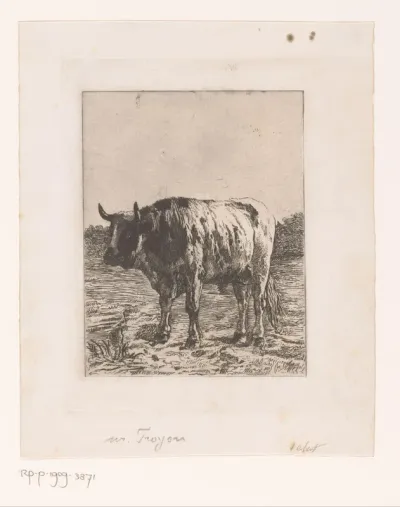Stier in de wei