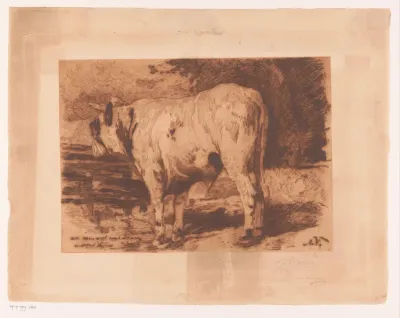 Stier in de wei