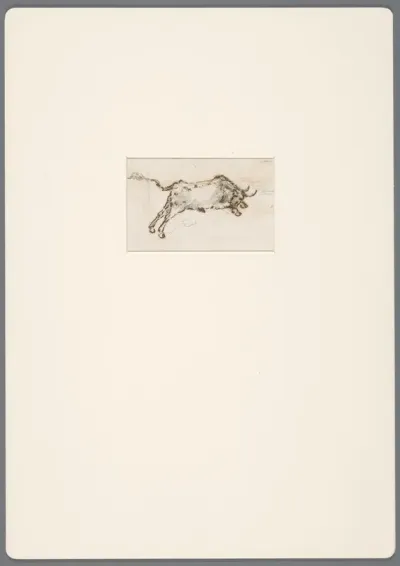 Stier in galop in de aanval